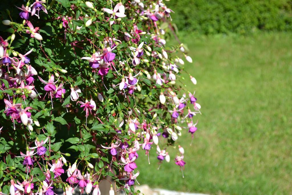Le Moulin De Lusseau Bed & Breakfast Chef-Boutonne ภายนอก รูปภาพ