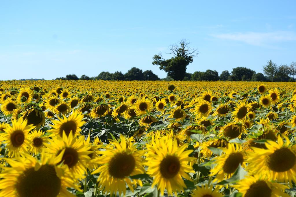 Le Moulin De Lusseau Bed & Breakfast Chef-Boutonne ภายนอก รูปภาพ